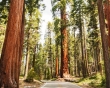 Национальный Парк Секвойи в Калифорнии