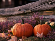 October 2026 | 2h Indie Pop/Folk Music for Cozy Evenings & Autumn Colors